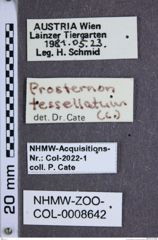 Etiketten zu Prosternon tessellatum (NHMW-ZOO-COL-0008642)